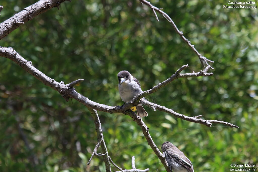 Grey Butcherbird