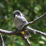 Grey Butcherbird