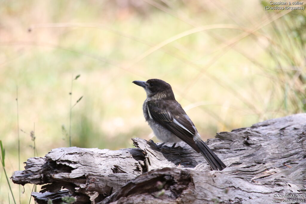 Grey Butcherbirdadult, identification