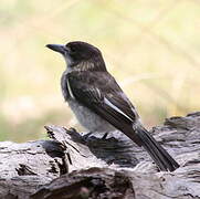 Grey Butcherbird