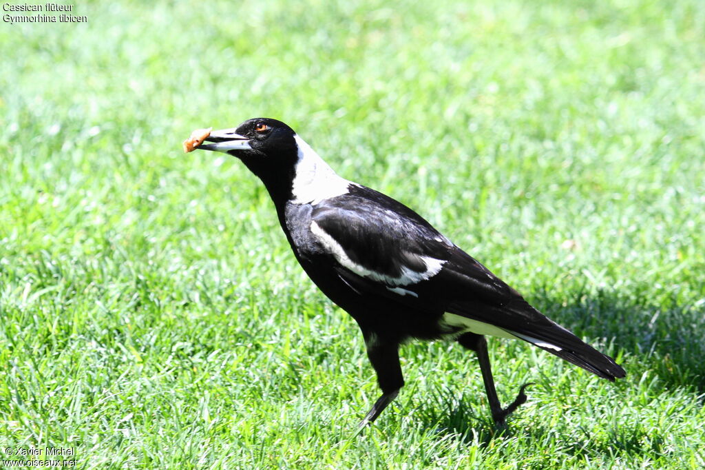 Australian Magpie, identification