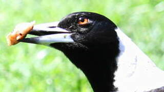 Australian Magpie