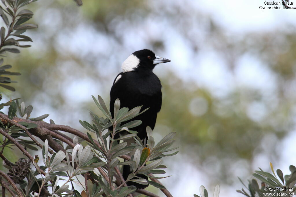 Australian Magpie