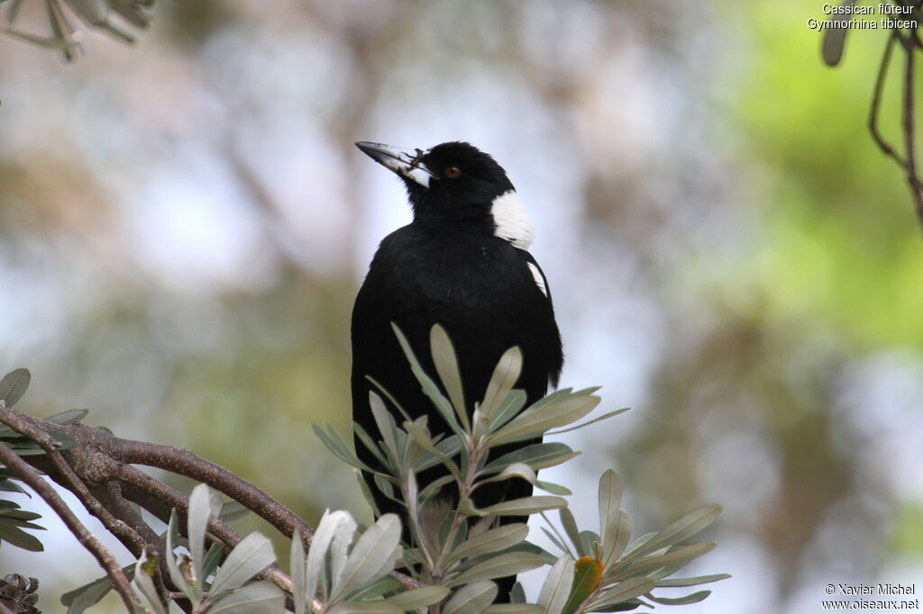 Australian Magpie, identification