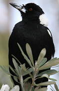 Australian Magpie