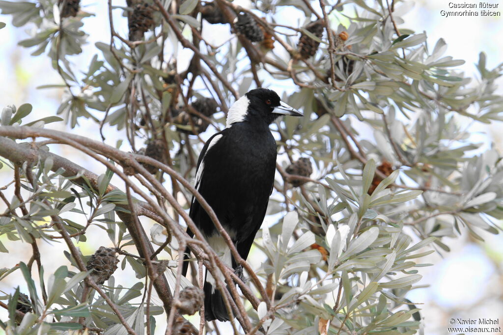 Cassican flûteur, identification