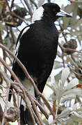 Australian Magpie