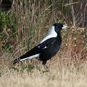 Australian Magpie