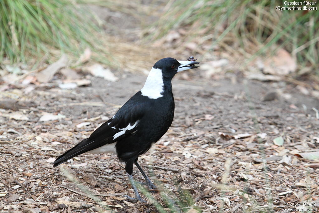 Australian Magpieadult, feeding habits, eats