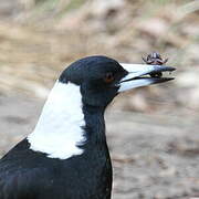 Australian Magpie