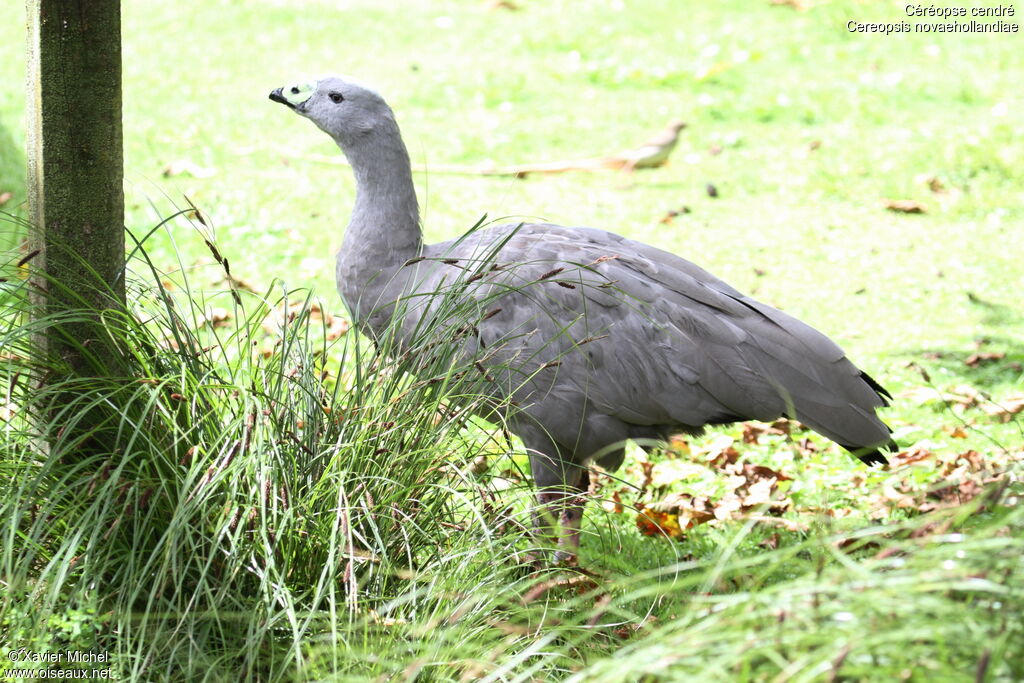 Cape Barren Goose