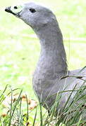 Cape Barren Goose