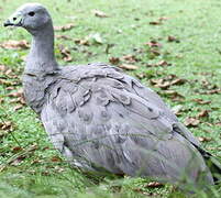 Cape Barren Goose