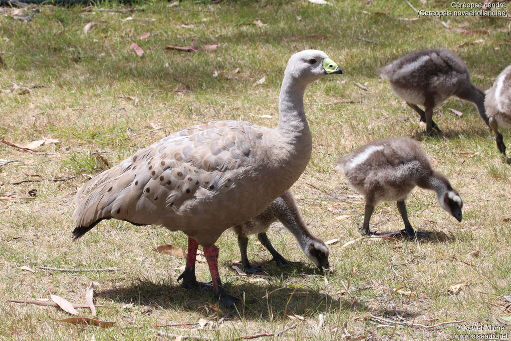 Cape Barren Goose