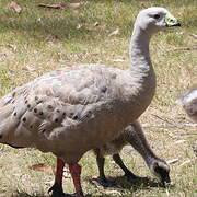 Cape Barren Goose