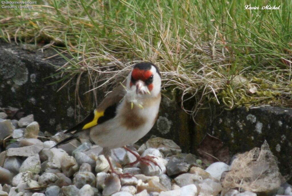 European Goldfinchadult