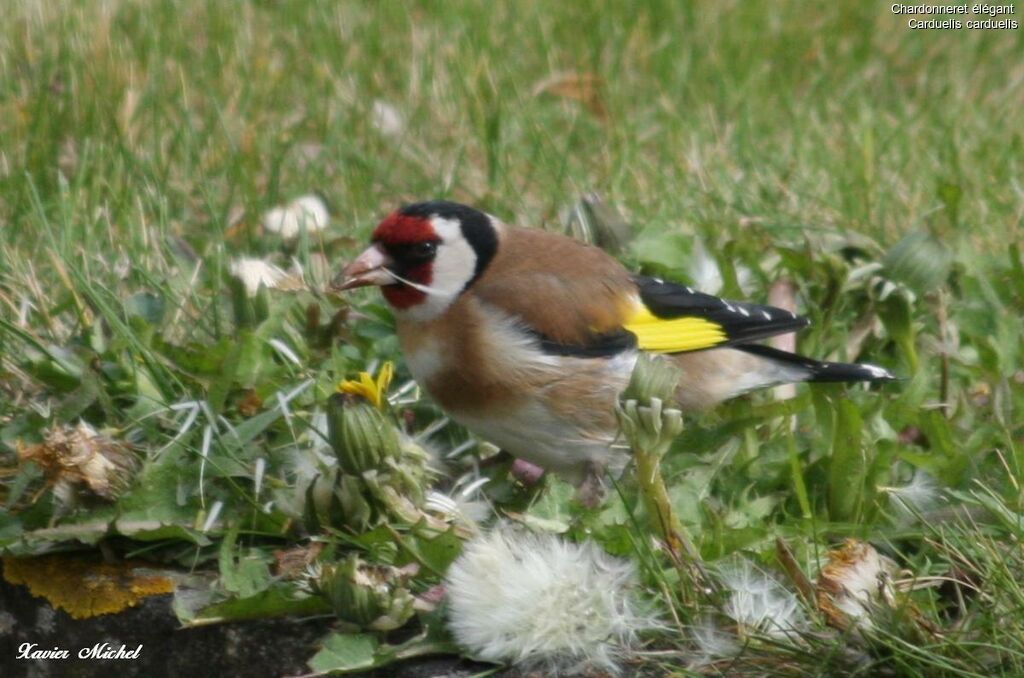 European Goldfinchadult