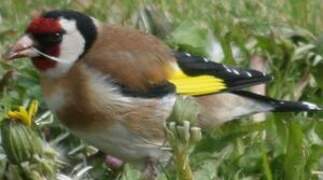 European Goldfinch