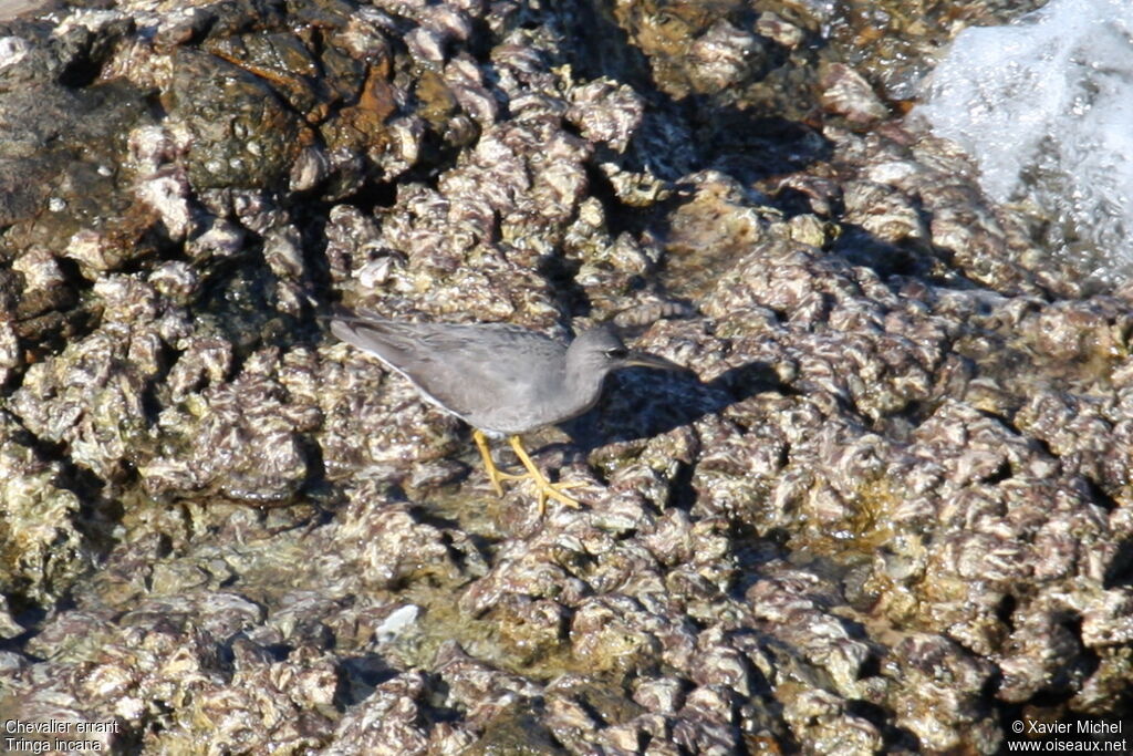 Wandering Tattler