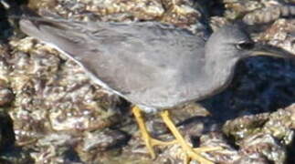 Wandering Tattler