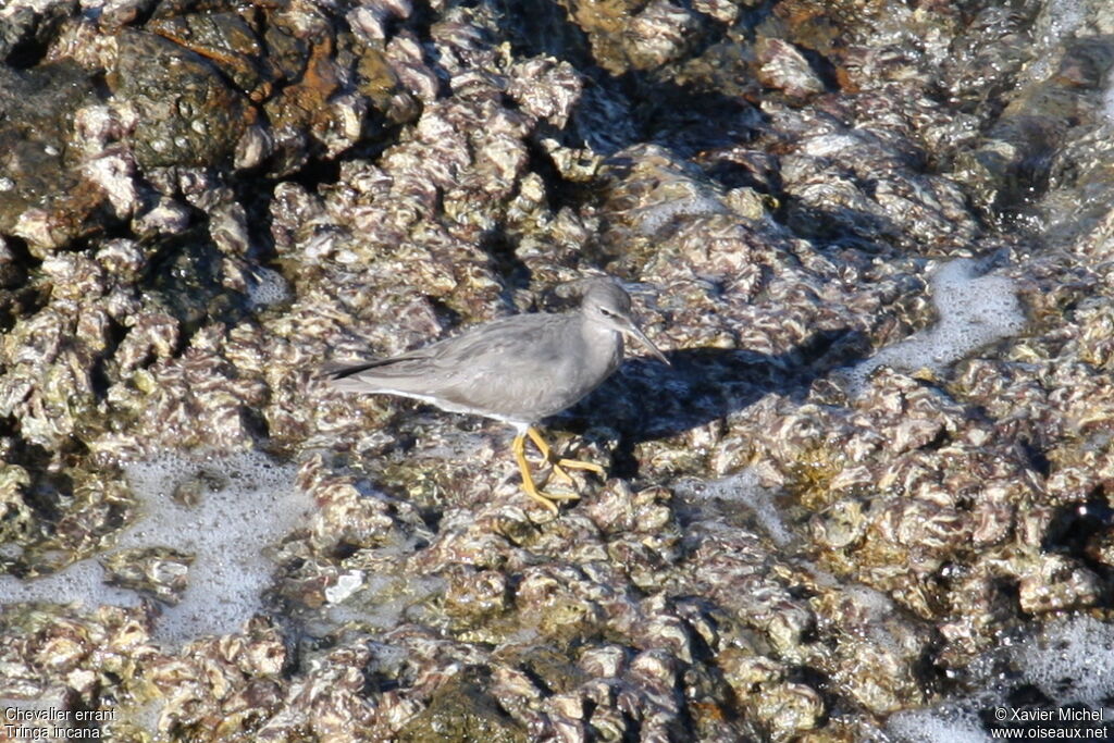 Wandering Tattler