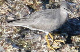 Wandering Tattler