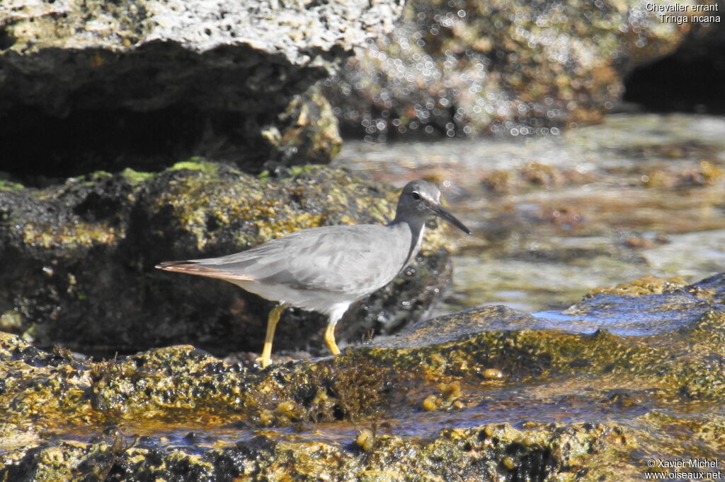 Wandering Tattler