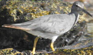 Wandering Tattler