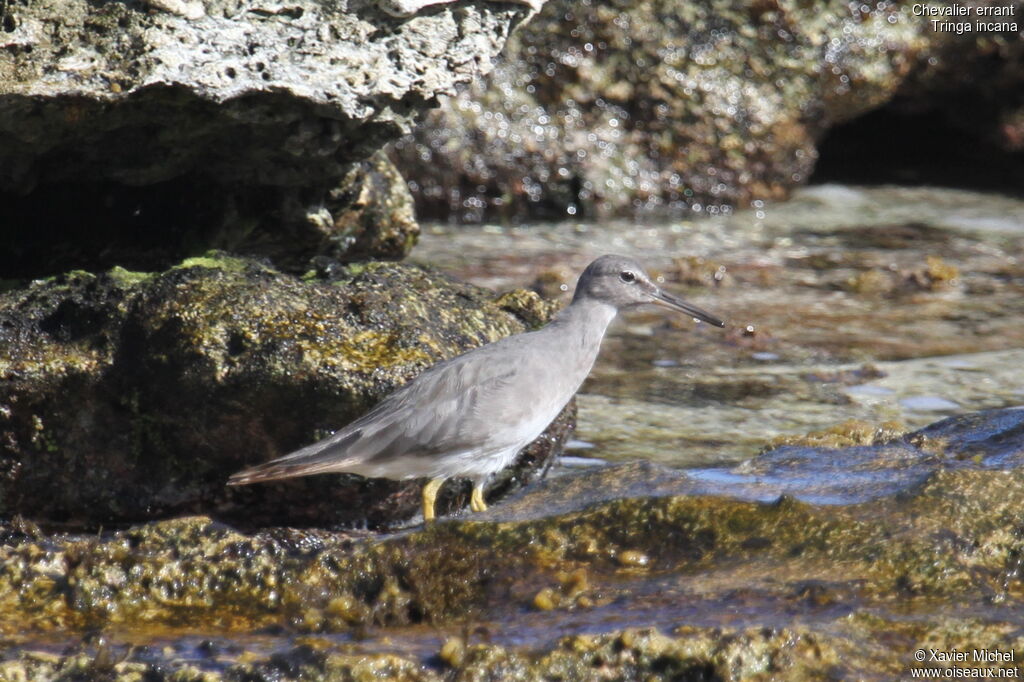 Wandering Tattler, identification