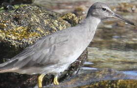 Wandering Tattler