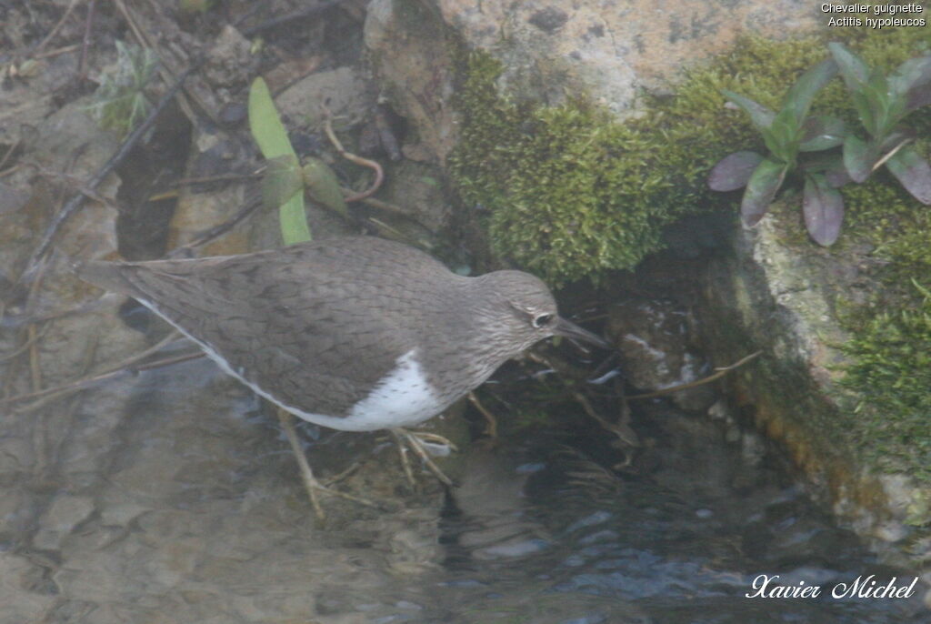 Common Sandpiperadult, identification