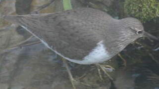 Common Sandpiper