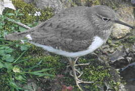 Common Sandpiper