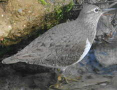 Common Sandpiper