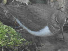 Common Sandpiper