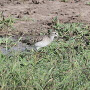 Wood Sandpiper