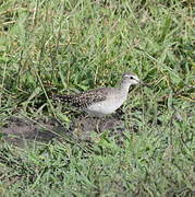 Wood Sandpiper