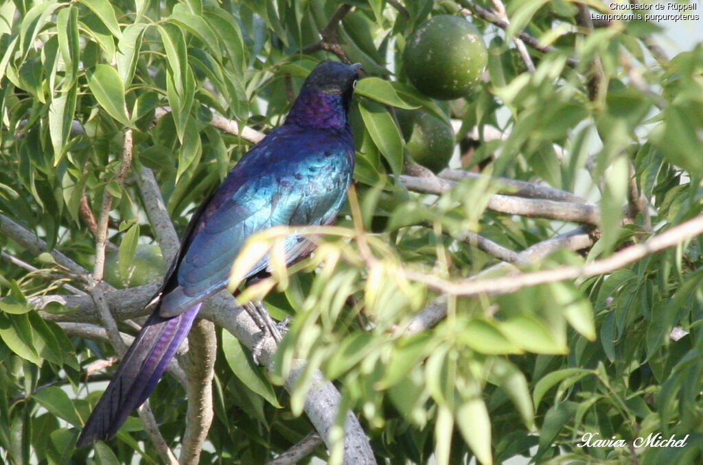 Rüppell's Starling