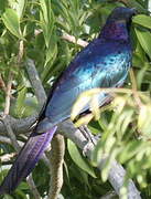 Rüppell's Starling