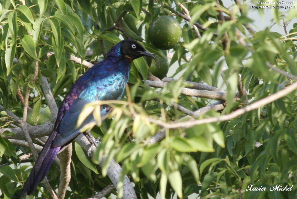 Rüppell's Starling