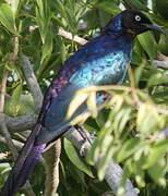 Rüppell's Starling