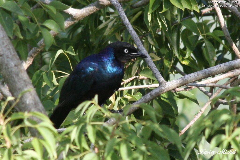 Rüppell's Starling