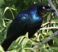 Rüppell's Starling