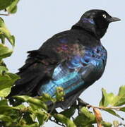 Rüppell's Starling