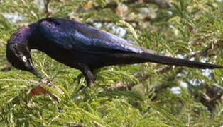 Rüppell's Starling