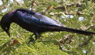 Rüppell's Starling