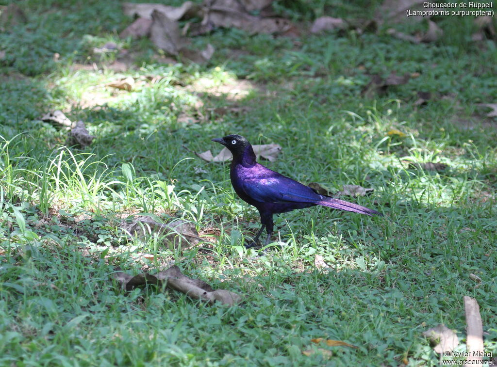 Rüppell's Starlingadult, identification