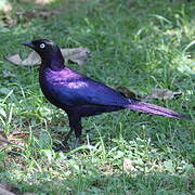 Rüppell's Starling