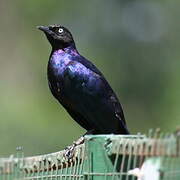 Rüppell's Starling