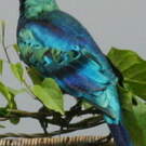 Choucador splendide